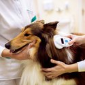 Pet Microchipping