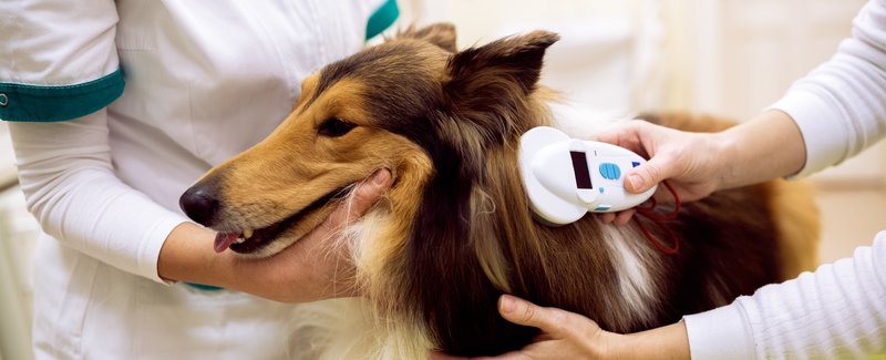 Pet Microchipping