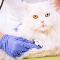 Pet Wellness Exams