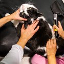 Pet Laser Therapy